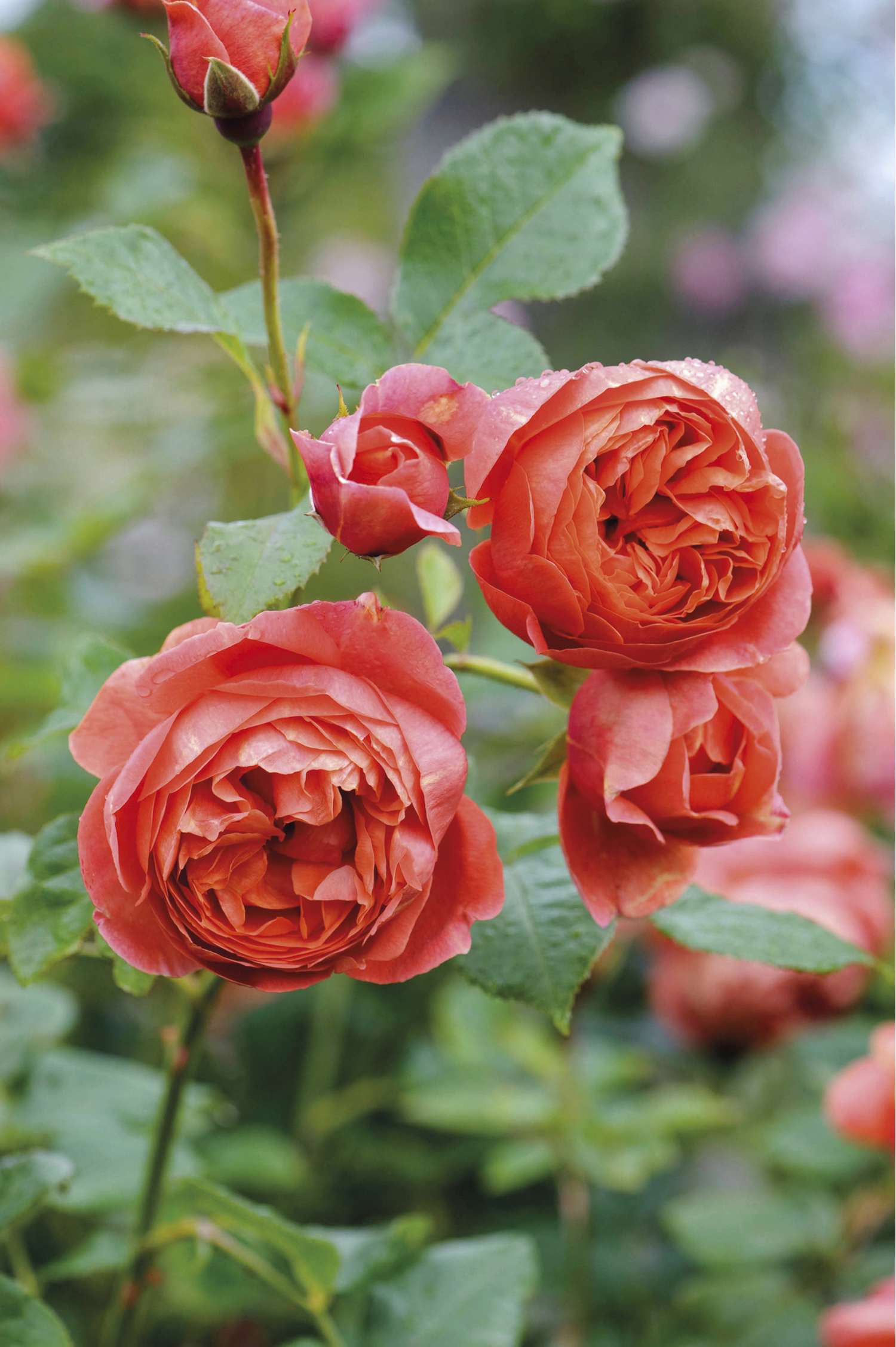 Rose 'Summer Song™' (Austango)